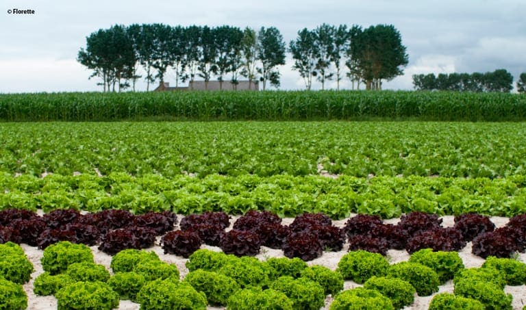 ANIFELT - L'INTERPROFESSION DES FRUITS ET LEGUMES - Un secteur agroalimentaire d’excellence ancré et réparti sur l’ensemble du territoire